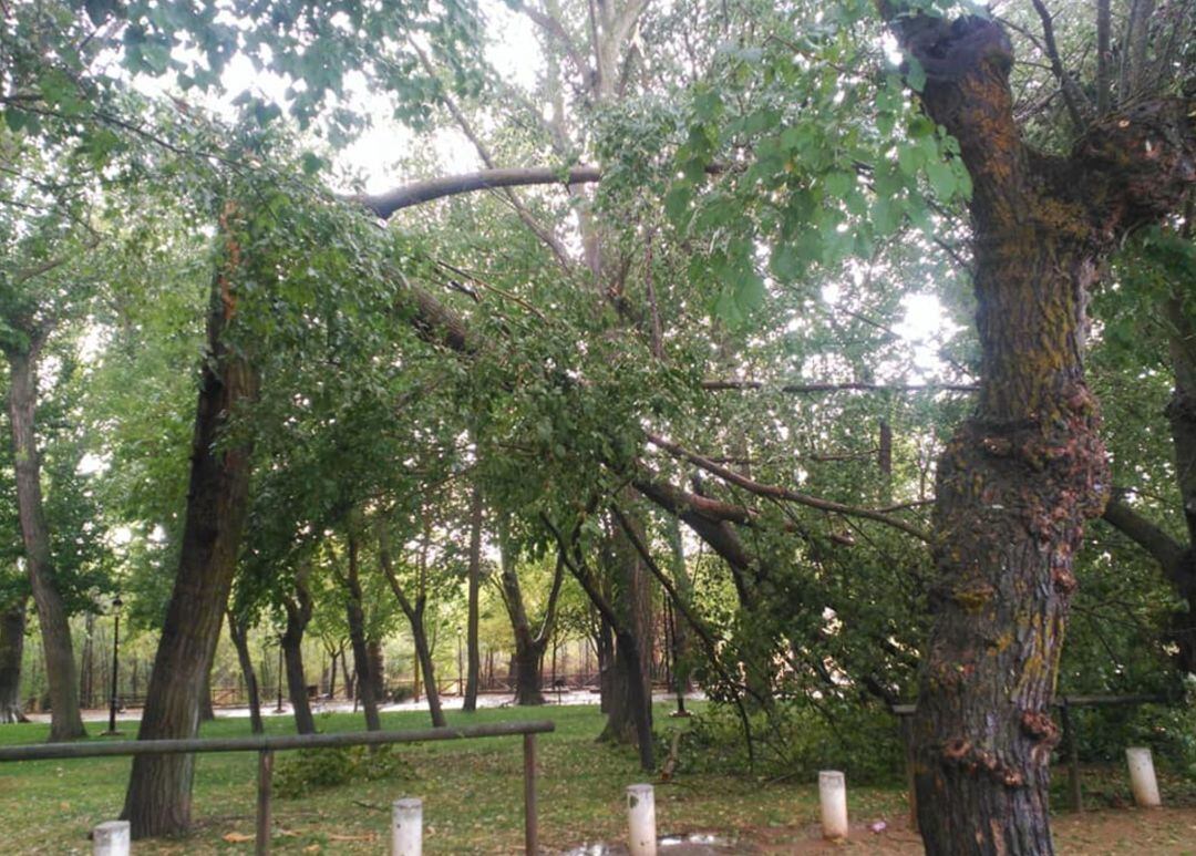 Imagen de archivo de ramas caídas en el Peral, durante una de las tormentas del mes de septiembre 2019 