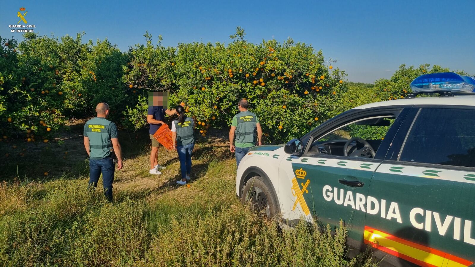 Dos detenidos, 19 investigados y 11.200 kilos de naranjas incautadas en la provincia de Valencia.