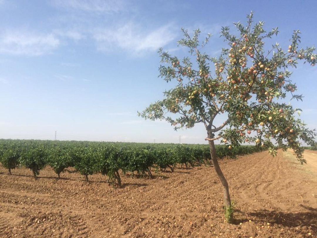 Nuevos árboles complementarán al viñedo con la plantación de La Seca