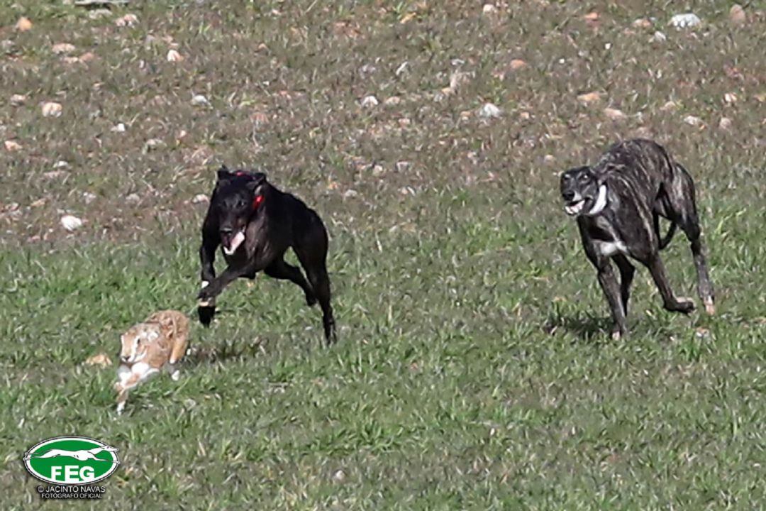 Las carreras de galgos volverán el próximo sábado a Madrigal de las Altas Torres