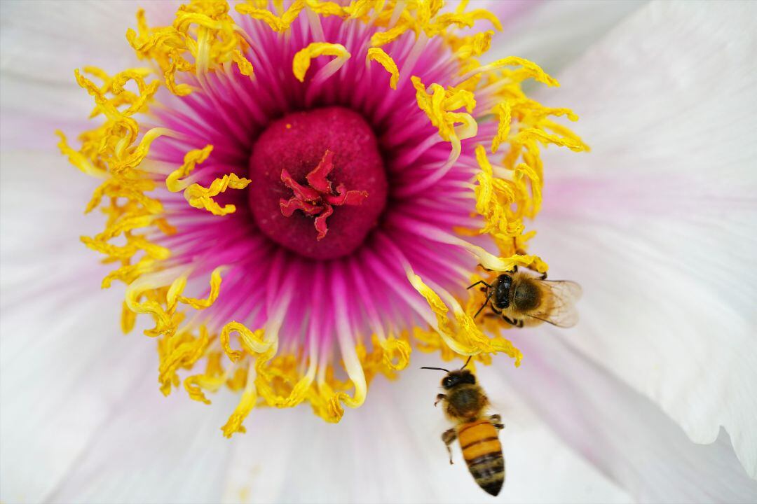 Dos abejas polinizan una flor