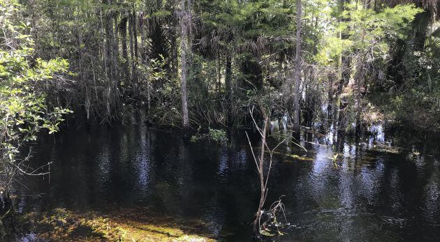 ¿Puedes encontrar al cocodrilo?