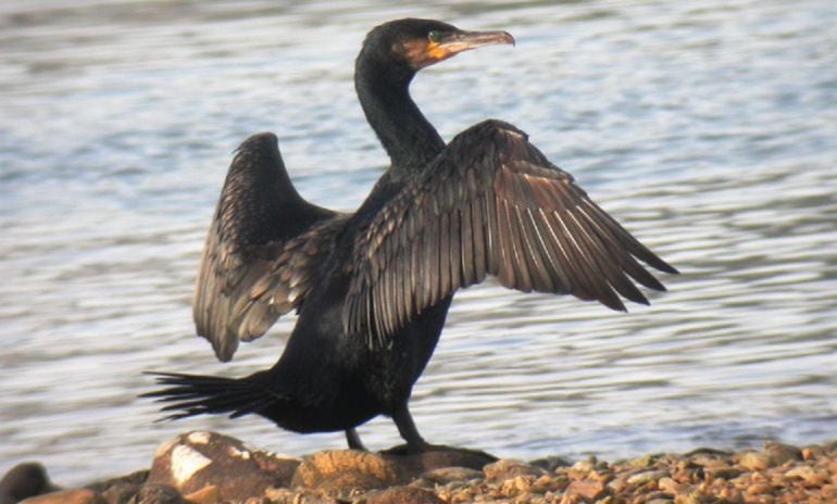 Ejemplar de cormorán