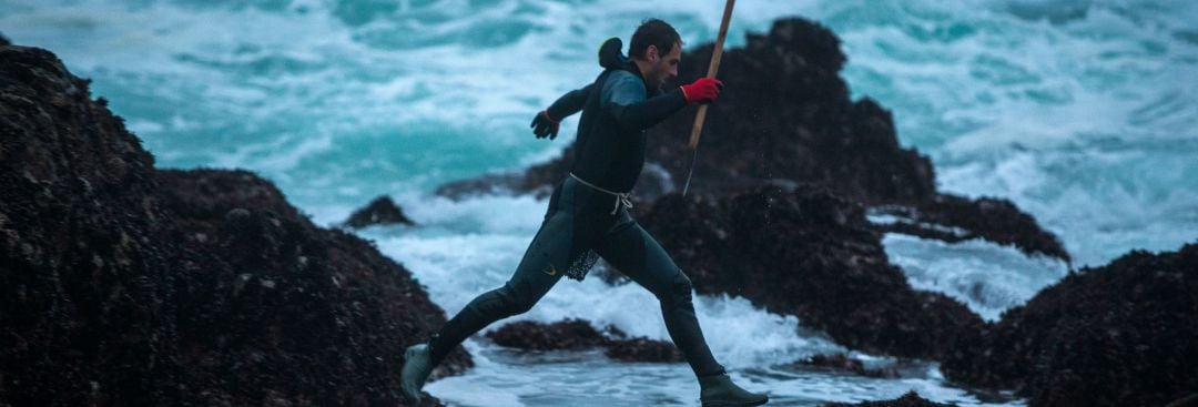 PErcebeiro en las rocas de Galicia