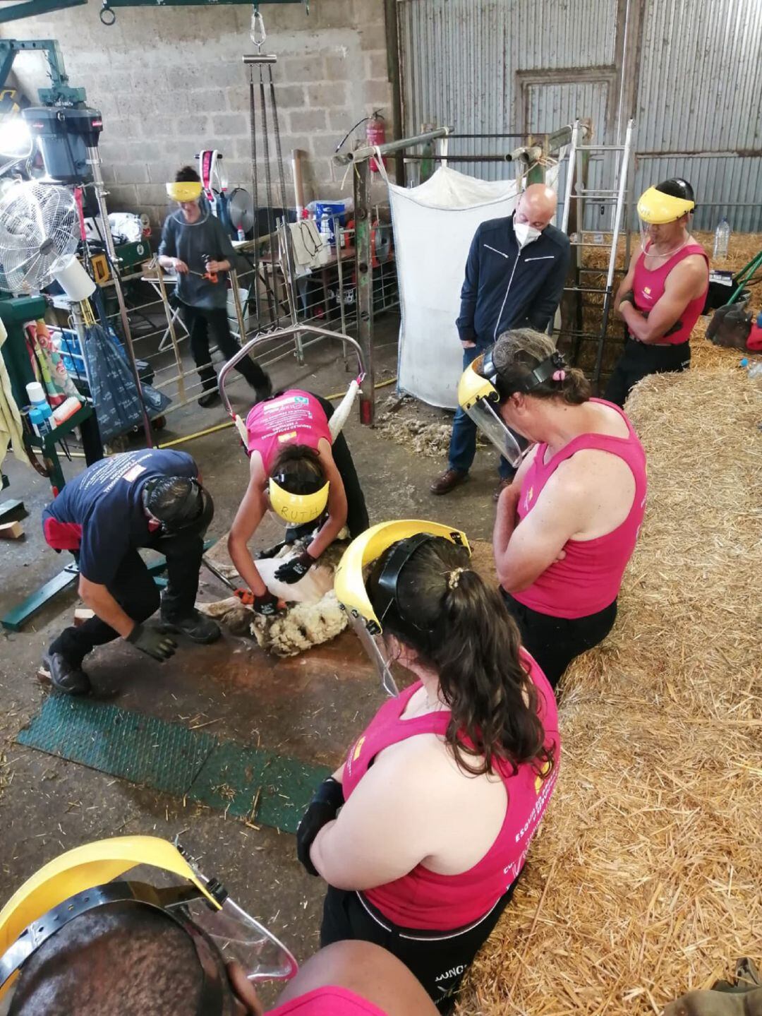 Aprendiendo a esquilar en la provincia de Palencia