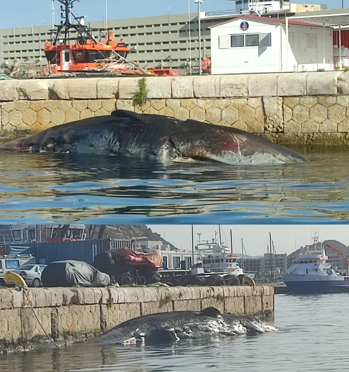 El cachalote hallado en la isla de Tabarca fue remolcado al puerto de Alicante