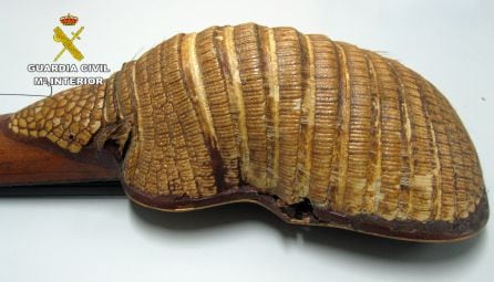 El armadillo de Chile es una especie protegida y está integrado en el Anexo II de la Convención sobre el Comercio Internacional de Especies Amenazadas de Fauna y Flora Silvestre (CITES)