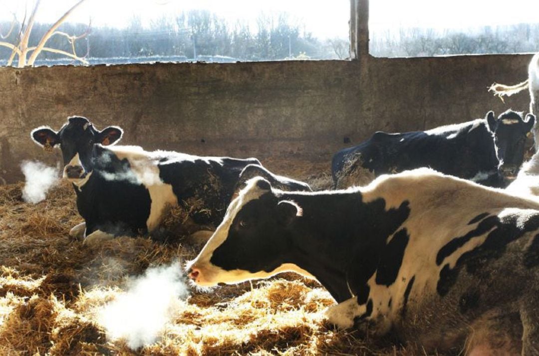 Explotación ganadera de vacas de leche