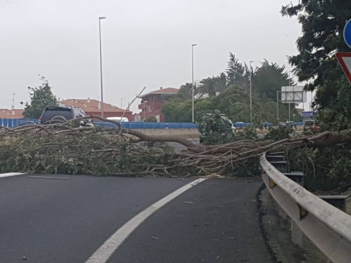 El viento tumba un árbol en la TF5 a la altura de Tacoronte