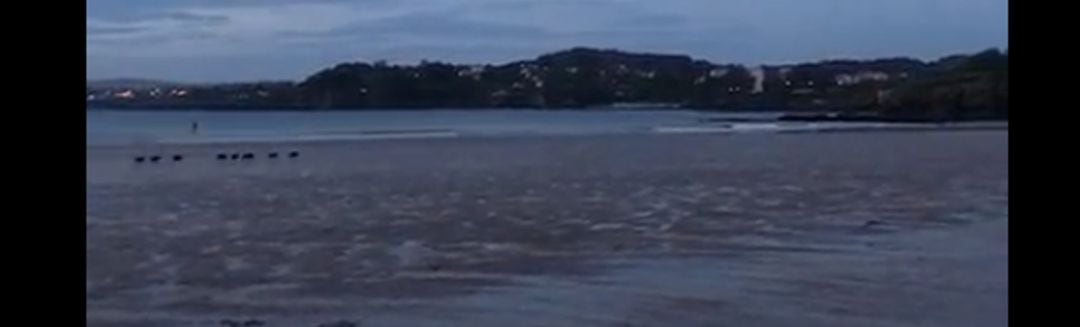 Jabalíes en la playa de Bastiagueiro, A Coruña