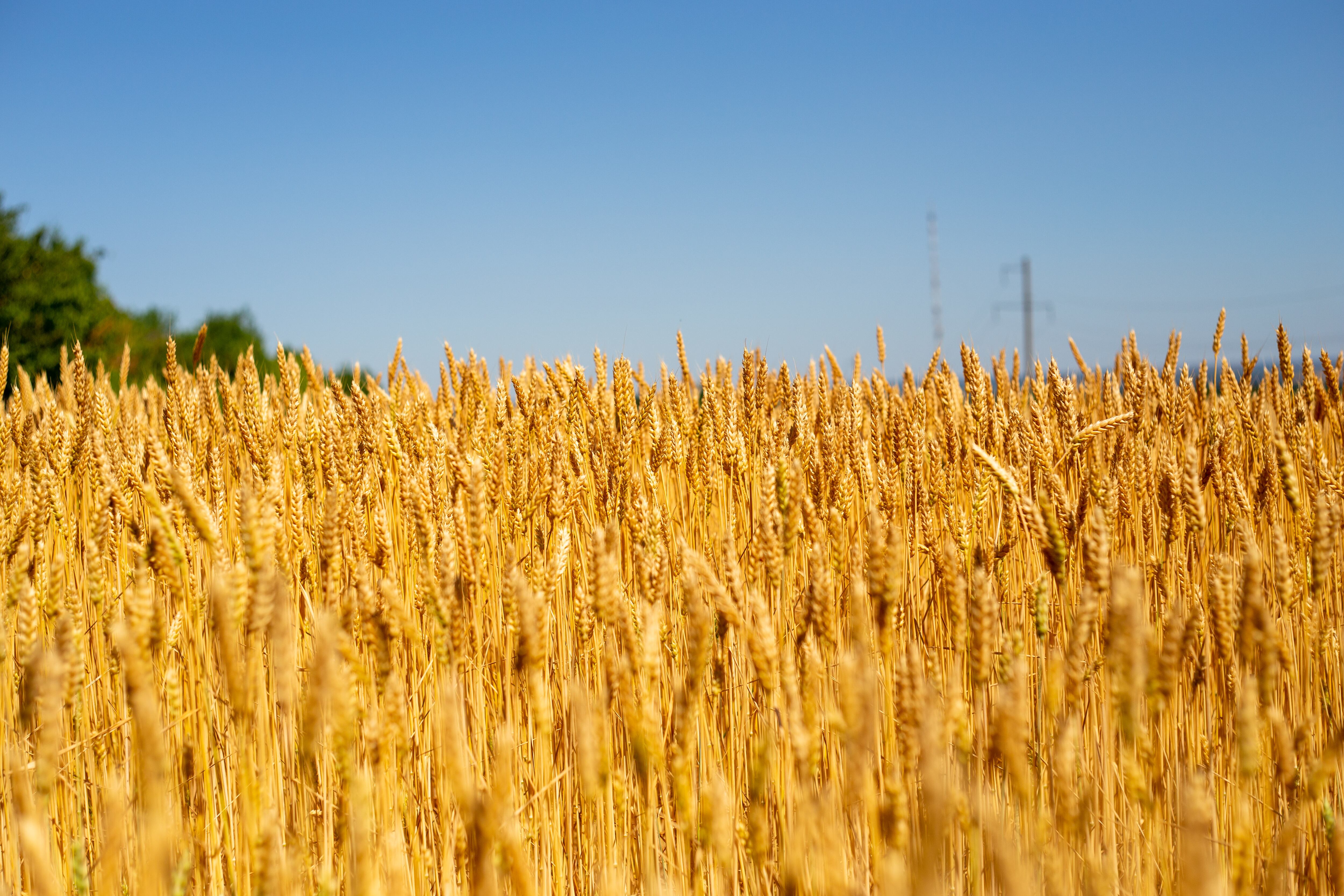 Campo de cereal