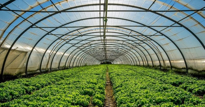 Invernadero de Almería.