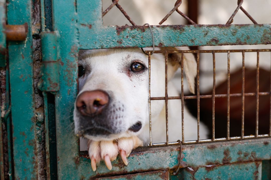 Los abandonos han descendido este pasado año en Palencia