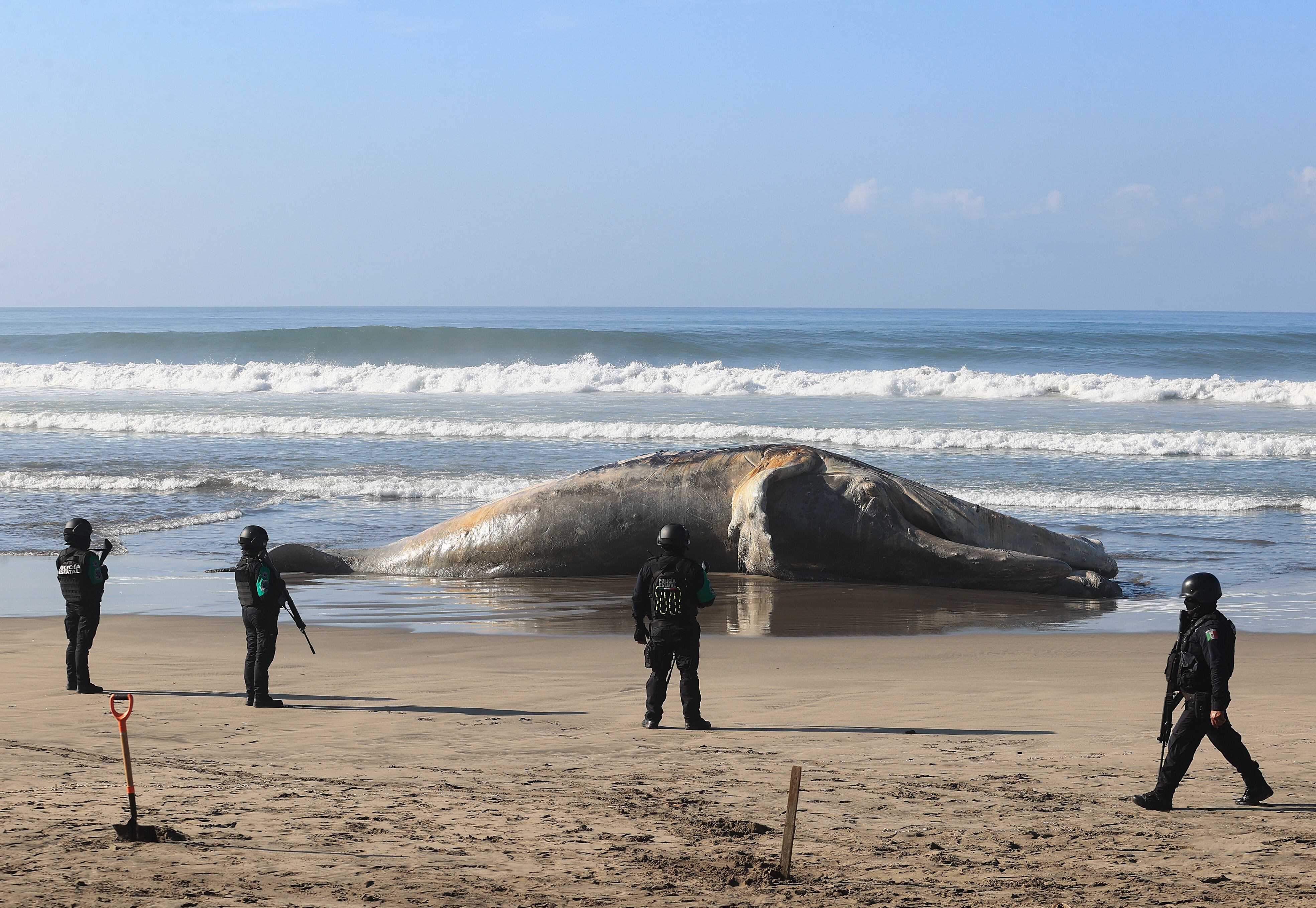 Policías estatales resguardan los restos de una ballena jorobada en el balneario de Acapulco, en el estado de Guerrero (México)