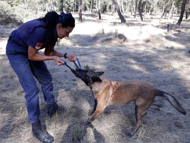 Malder, un de los perros de búsqueda y rescate de la Policía Nacional, durante una práctica de entrenamiento