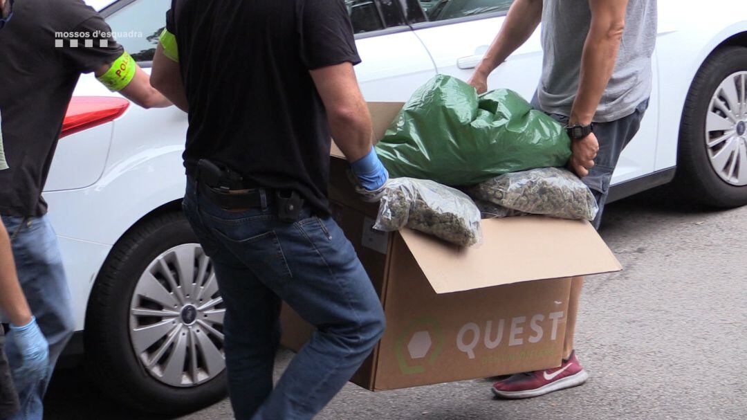 Agents durant el desmantellament d'una banda dedicada al tràfic internacional de marihuana amb cinc plantacions a Catalunya