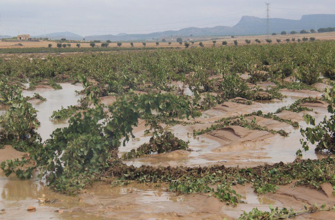 Consecuencias del paso de la DANA en campo Jumilla. 