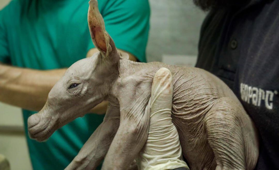 Nuevo oricteropo en Bioparc