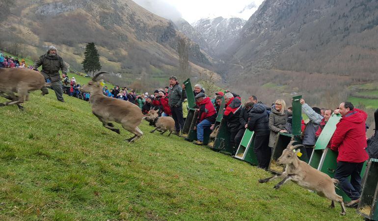 Momento de la suelta de las cabras de Guadarrama en el Pirineo francés