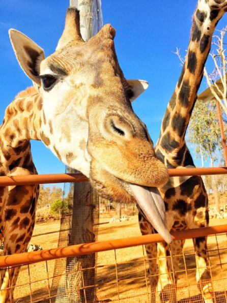 ¡Ojo con los besos de jirafa!