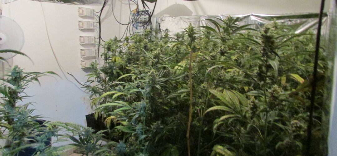 Los detenidos tenían 125 plantas en cada una de las cuatro habitaciones en las que cultivaban la droga