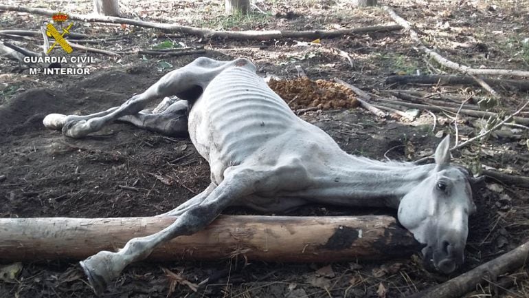 Caballo abandonado en estado agonizante en Granada