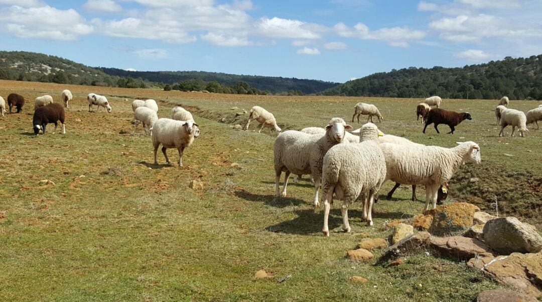 Los ganaderos critican la subida constante de los costes de producción