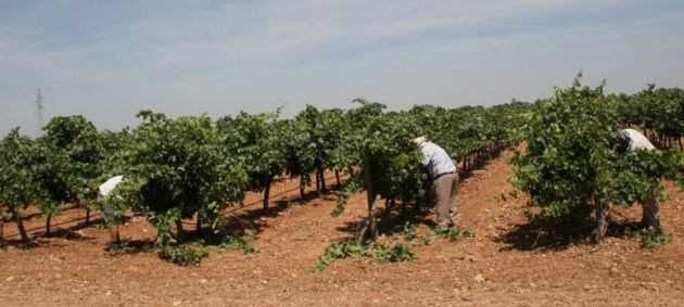 Comisiones Obreras denuncia las diferencias salariales entre provincias de Castilla-La Mancha en la campaña de la vendimia.