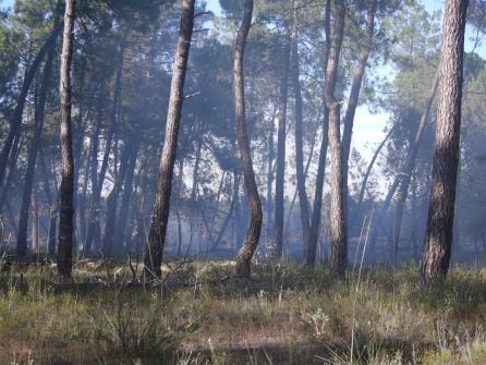 Tres hectáreas de arbolado es la superficie afectada