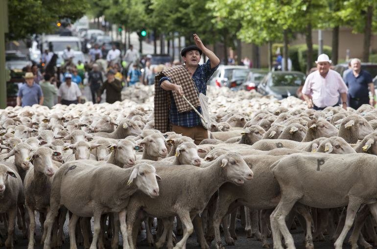 Ovejas cruzando Soria