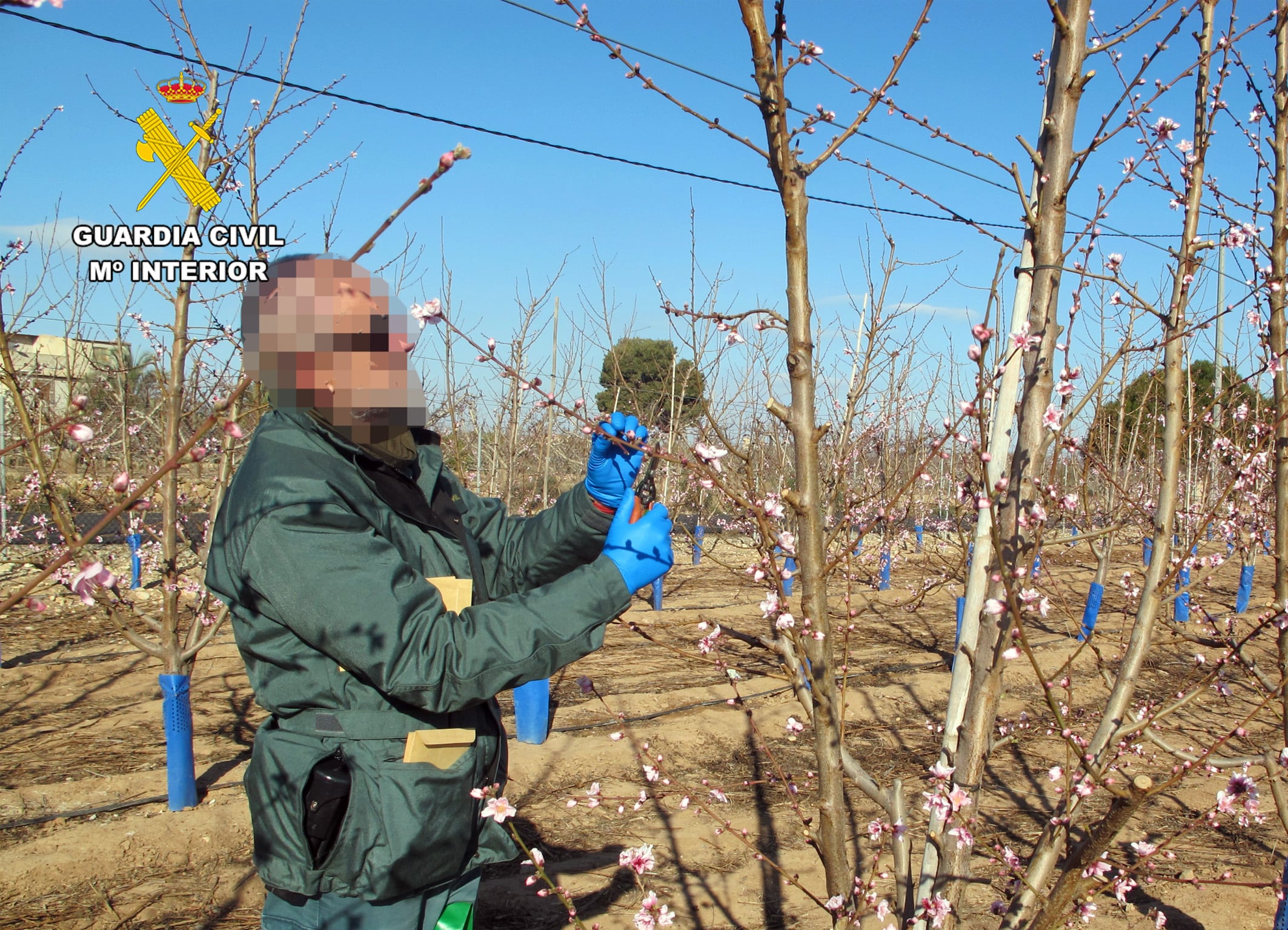 El SEPRONA investiga a un agricultor por la multiplicación de material vegetal protegido sin autorización