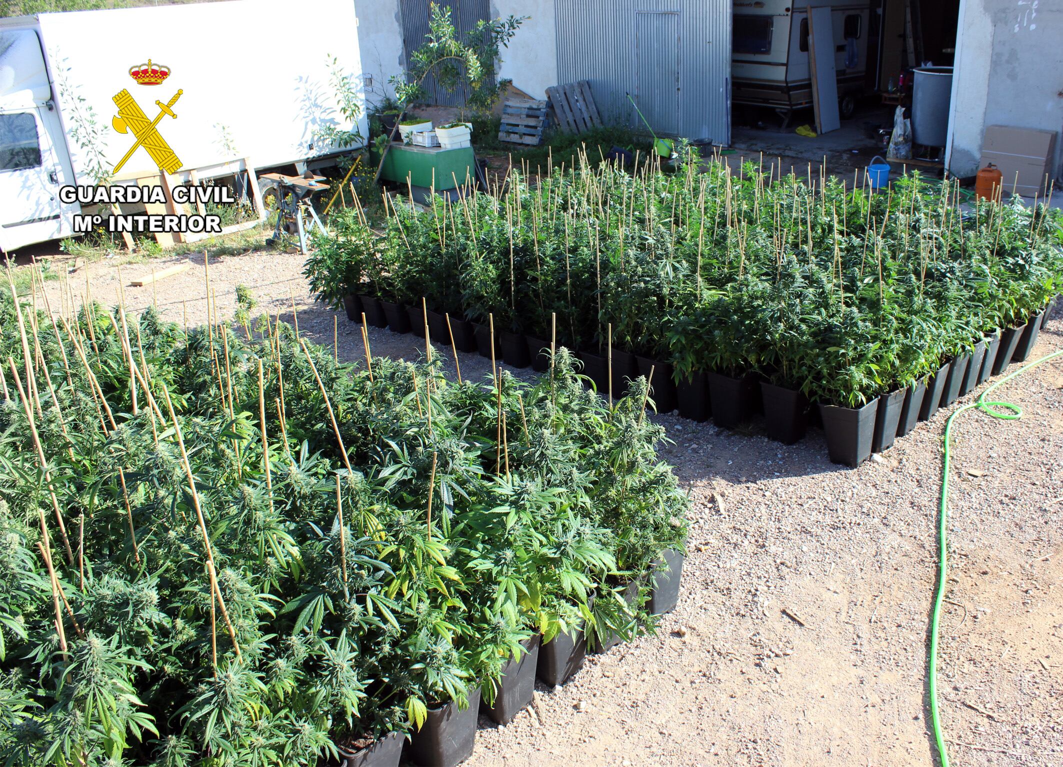 En las instalaciones había más de medio millar de plantas de marihuana