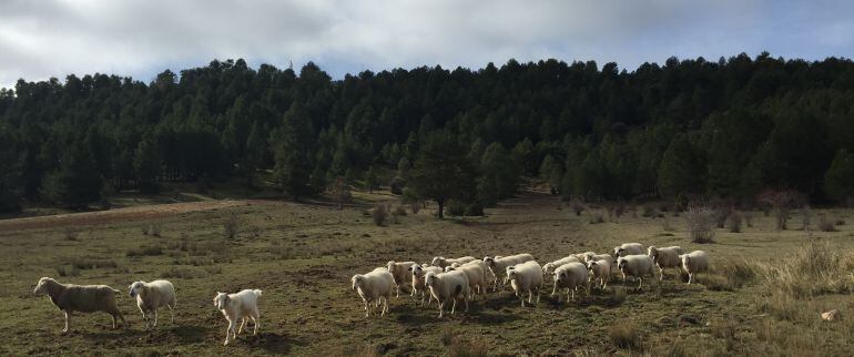 Los ganados de la Serranía se alimentan en un espacio sin contaminación.