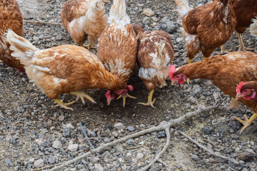 Gallinas Ecológicas