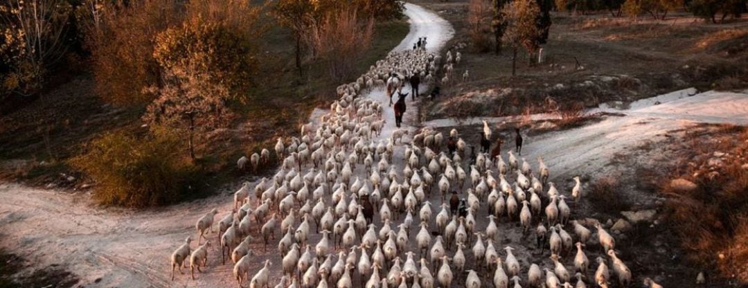 Raza Ovina Segureña