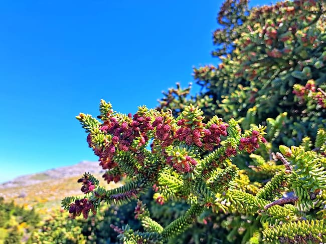 El Parque Nacional de la Sierra de las Nieves, declarado en julio de 2021, es uno de los enclaves más singulares de Andalucía, atendiendo a su peculiar geología y su gran riqueza botánica. Destaca por sus paisajes kársticos, la singularidad del afloramiento de peridotitas y la presencia del pinsapo.
Alberga, además, un rico patrimonio cultural e histórico con legados fenicios, íberos, romanos, visigodos y, sobre todo, musulmanes. A estos se les debe la extensa red de alquerías, castillos, torres, fortalezas alcazabas, e importantes transformaciones agrícolas, como albercas, aljibes, norias, molinos harineros, batanes...
