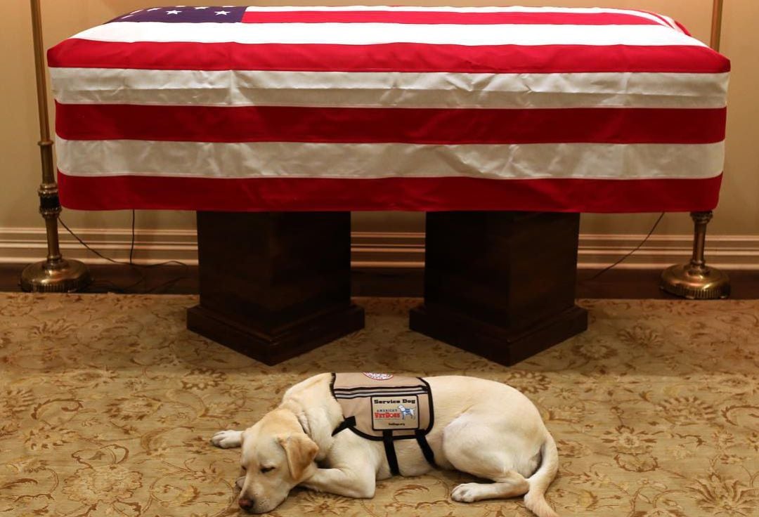 El perro descansa junto al féretro de George H.W. Bush.