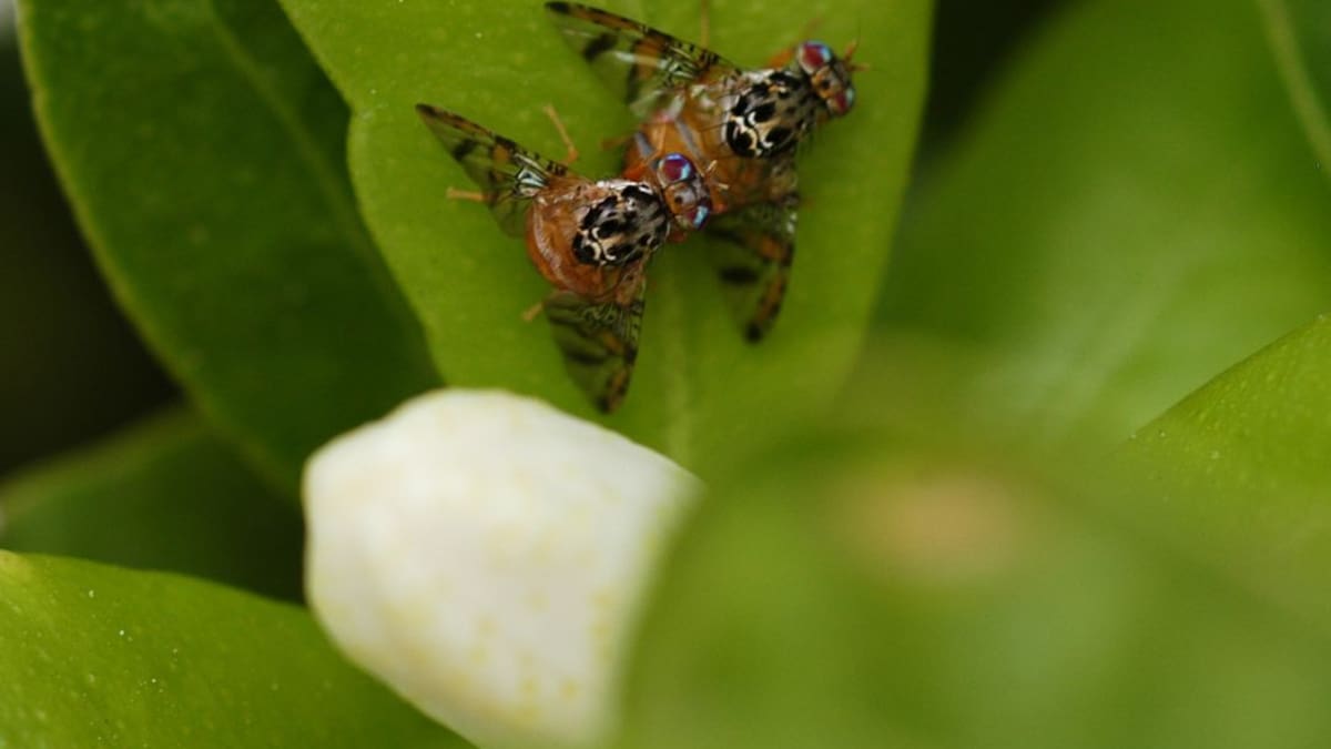 El comportamiento homosexual entre distintos insectos