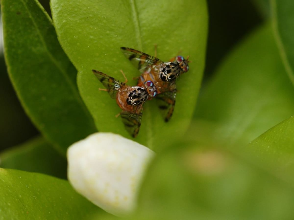 El comportamiento homosexual entre distintos insectos