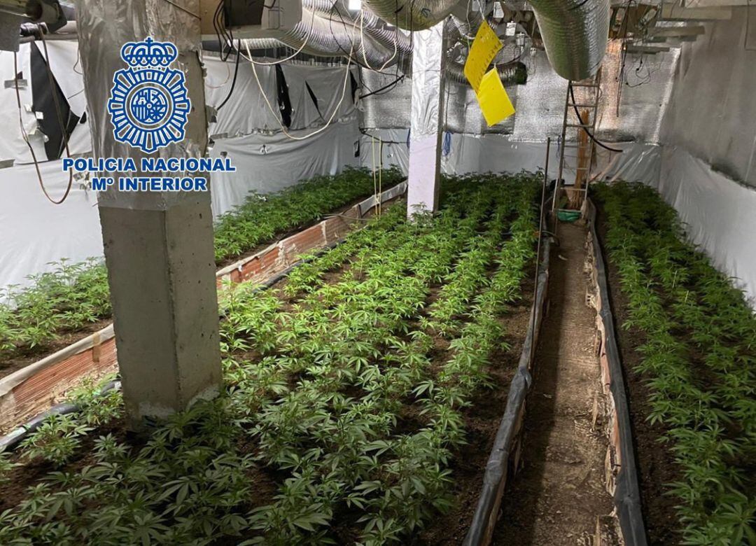 Imagen de recurso de una plantación de marihuana desmantelada por Policía Nacional. 
 