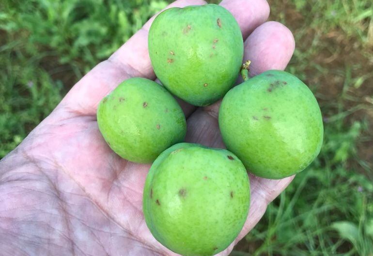 Daños del pedrisco en la fruta