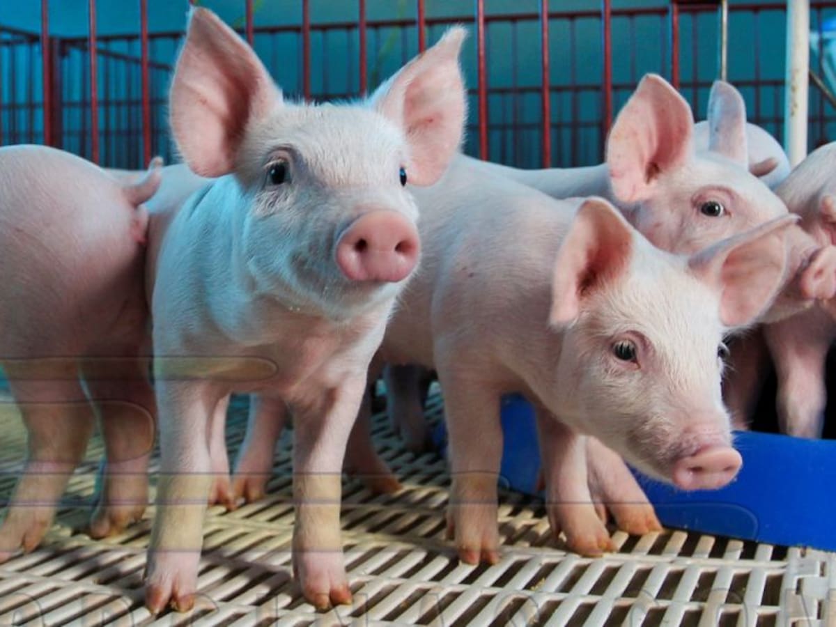 Multa de 5.000 euros a la Academia del Cerdo por pasear 3 lechones