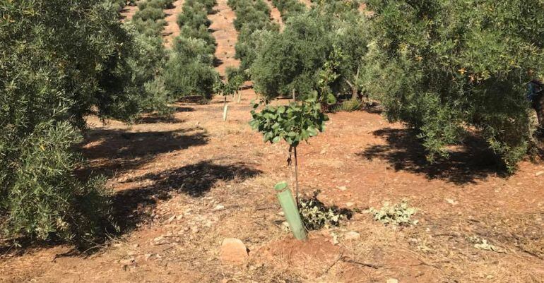 Una planta de pistacho en medio de olivos en la comarca del Condado.