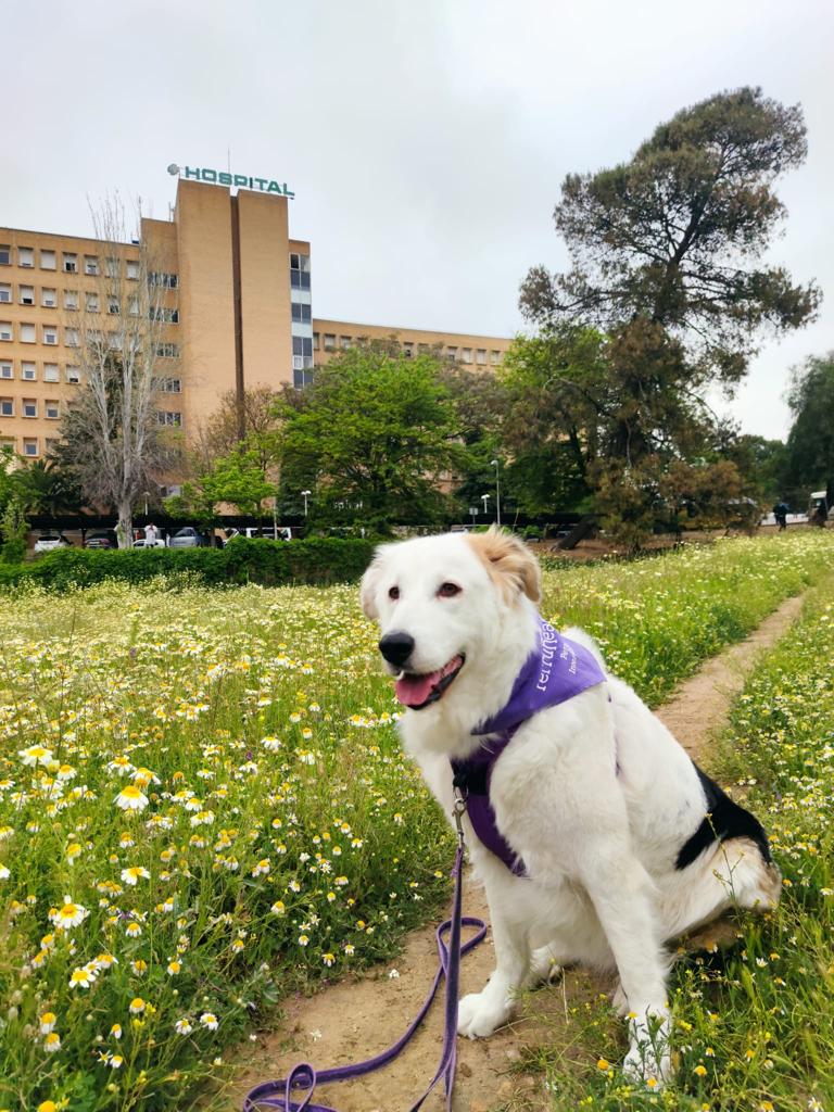 Perro utilizado para terapi