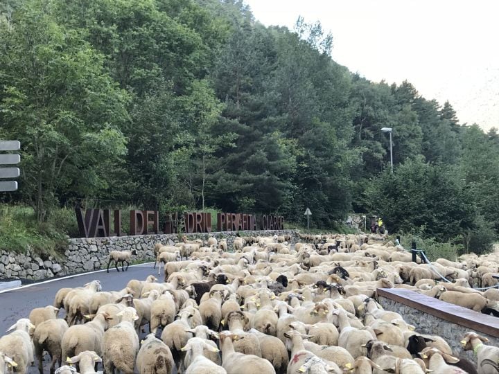 Un ramat d&#039;ovelles transhumants al Madriu