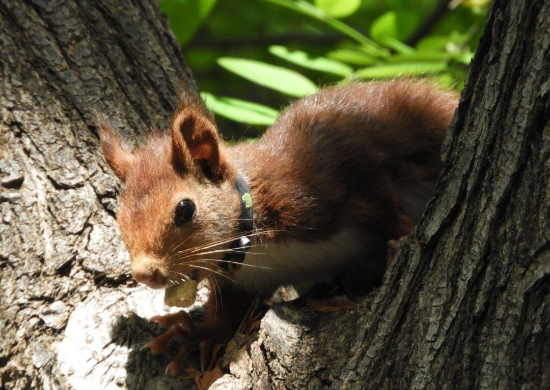 Ardilla en el jardín del Turia de València