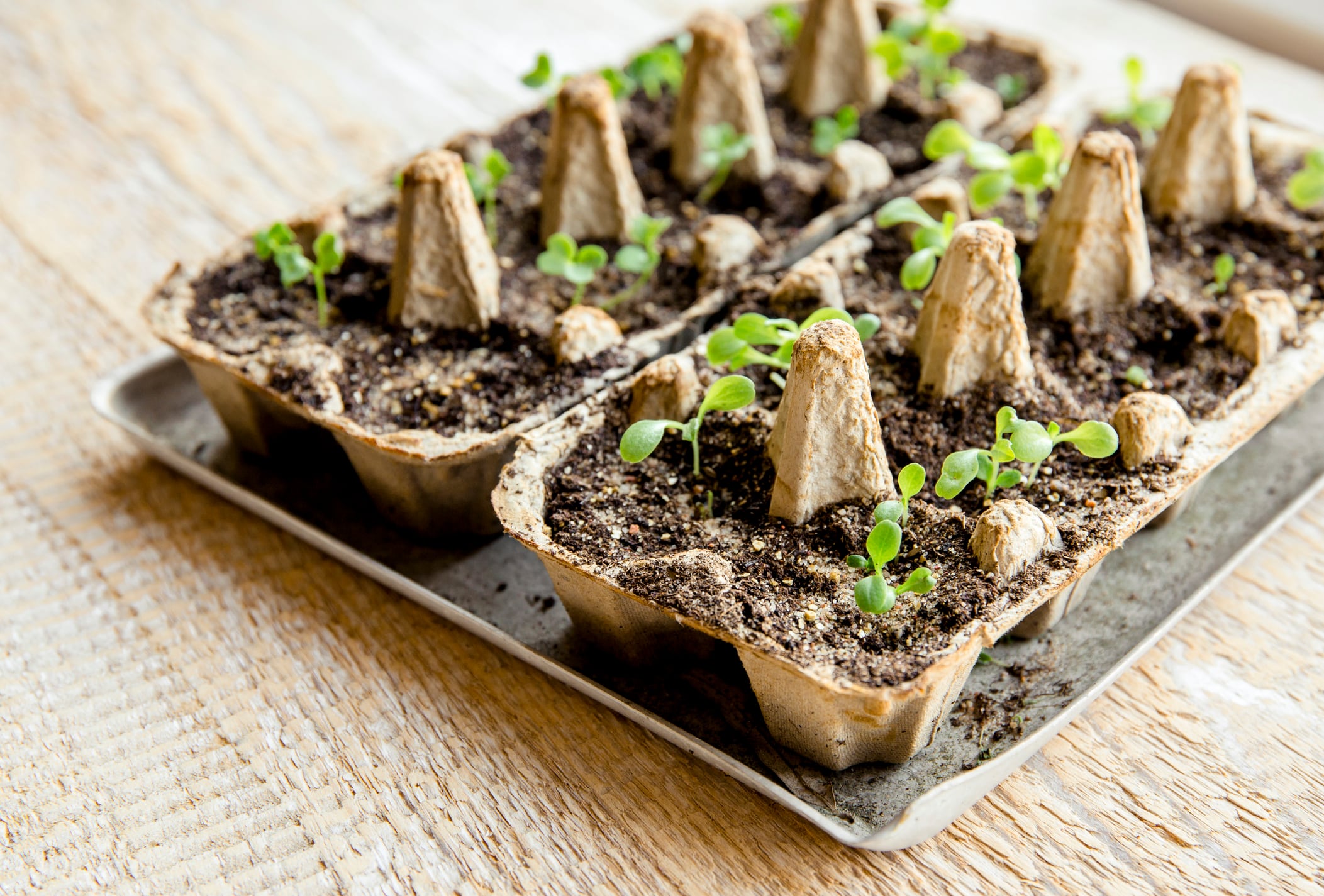 Plantas en cajas de huevos