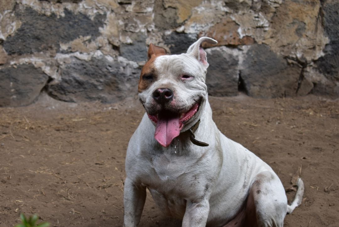 Un exemplar de raça pitbull