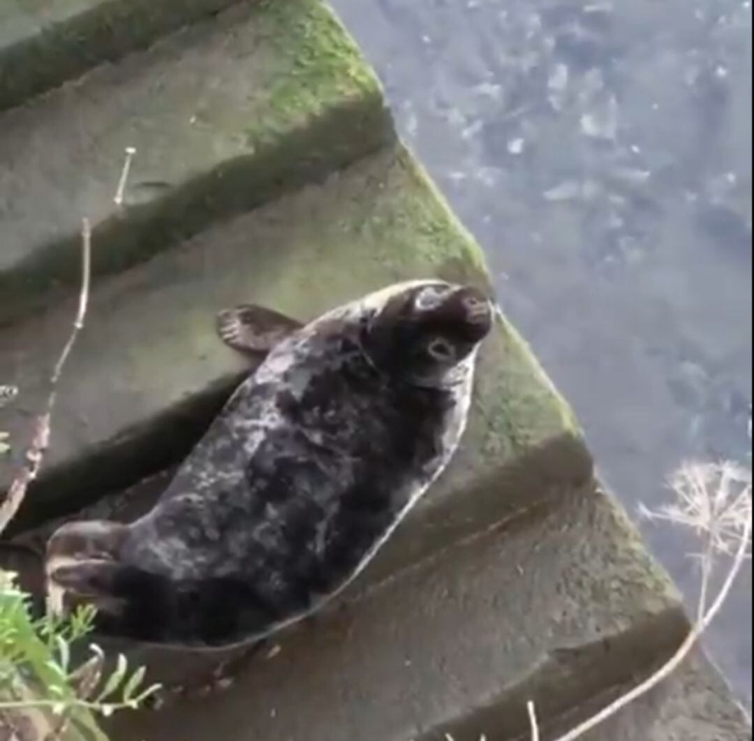 Una foca descansa en la orilla del río Urumea