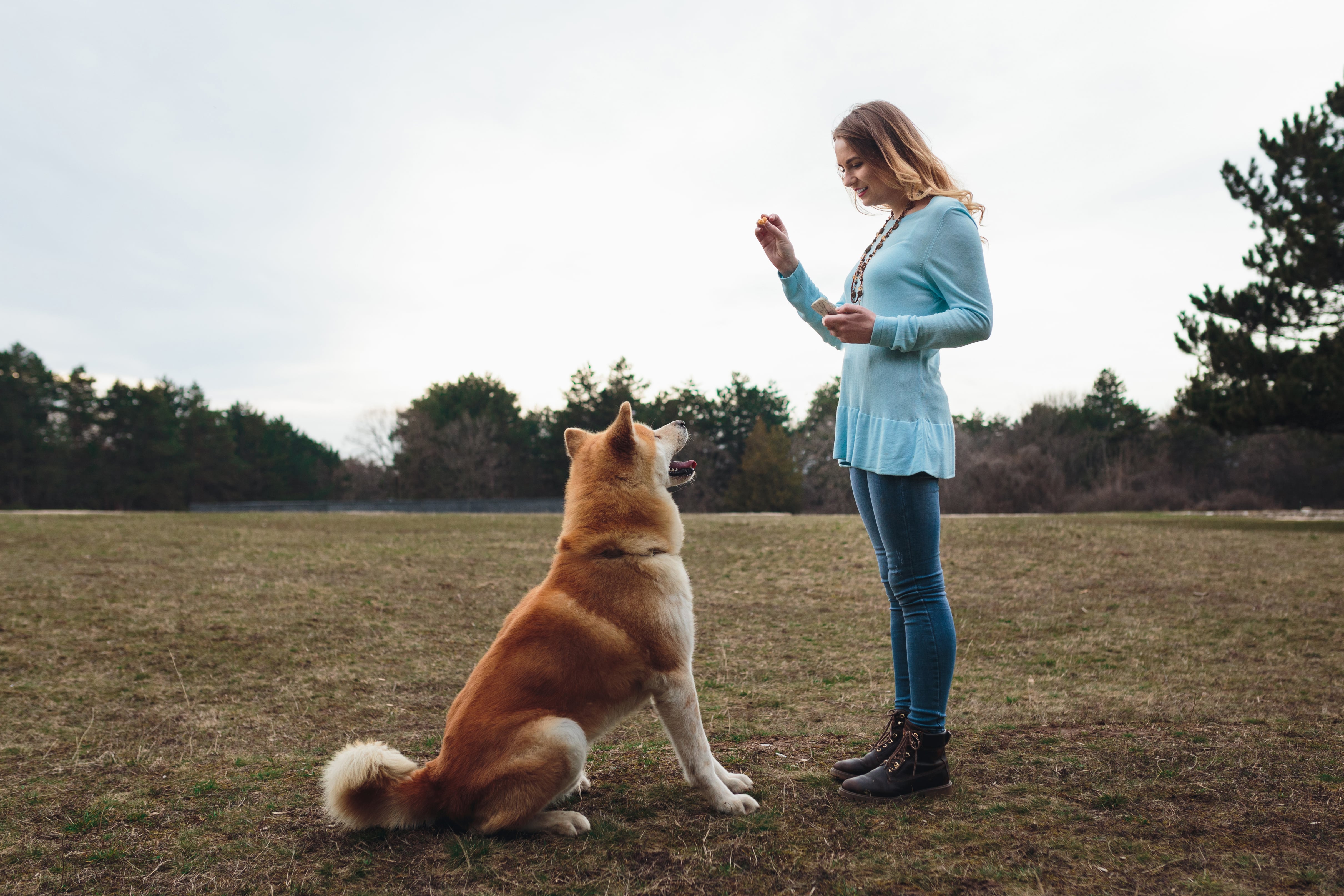 El curso está especialmente indicado para perros con problemas de conducta